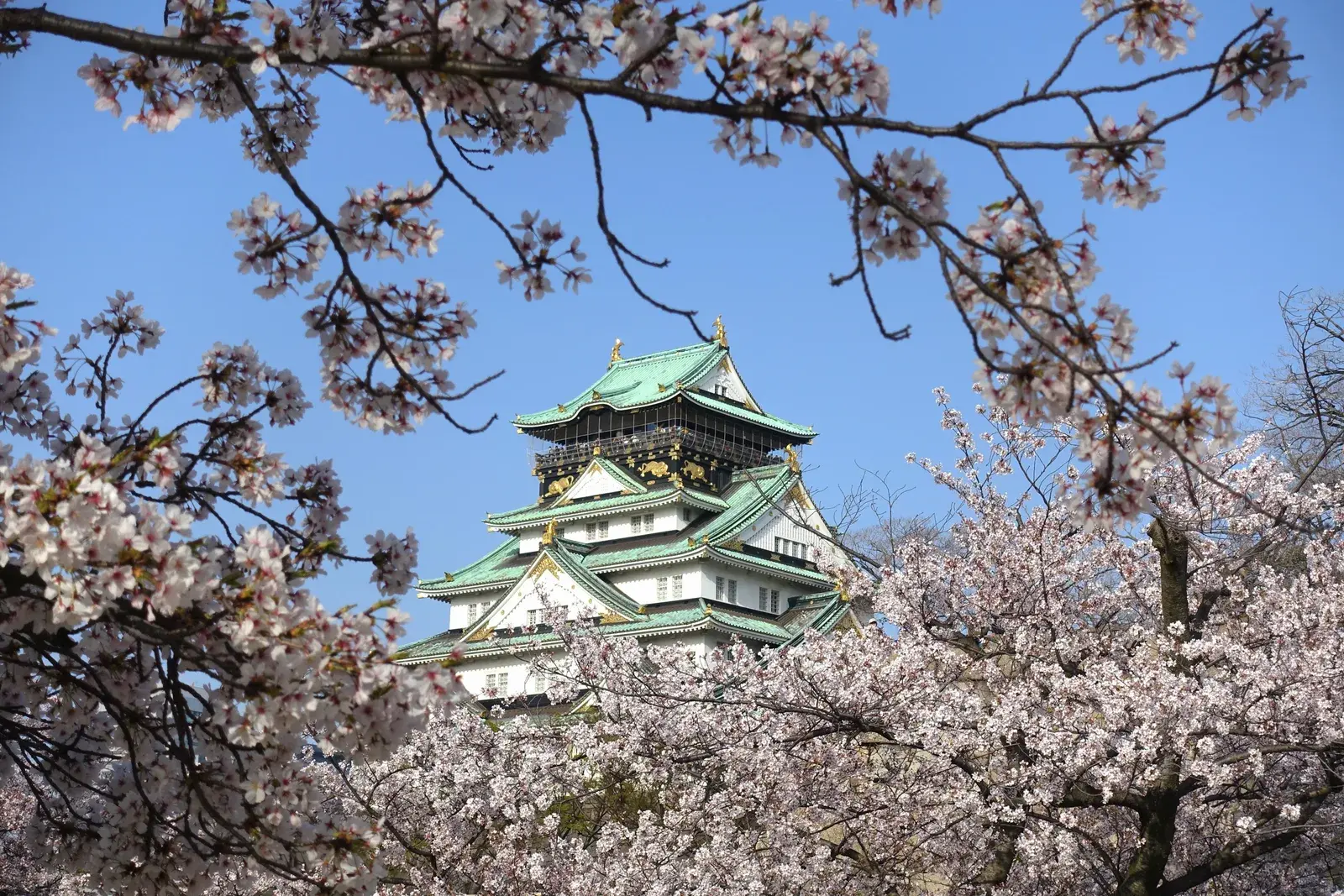 Thành Osaka giữa mùa hoa anh đào